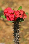 Christusdorn (Euphorbia milii)